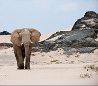 Desert Elephant Desert Elephant